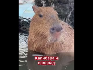 capybara i vodopad capybara