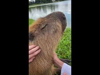 vsyo eschyo v kuritibe vsyo eschyo gladim kapibar kapibara capybara